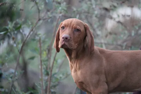 Kurzhaariger Ungarischer Vorstehhund - Pörgelóci Schelby