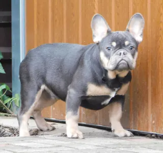 Buldog francuski - Forest