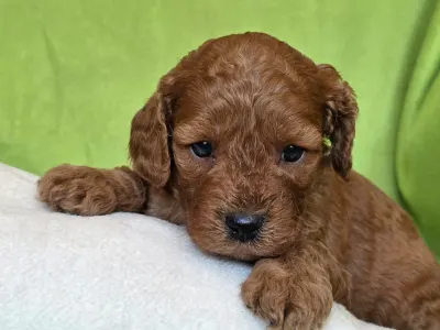 Cavapoo - Jonathan