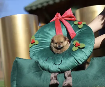 Померанский шпиц - Dominic💜