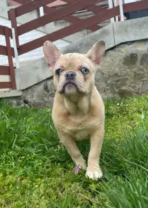 Bouledogue français - Georgina 