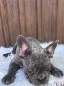 Französische Bulldogge - Carter