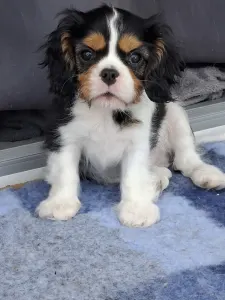 Cavalier King Charles Spaniel - Lorenzo