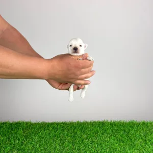 West Highland White Terrier - Koko