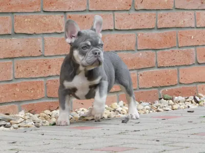 French Bulldog - Sedrick
