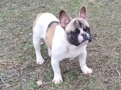 Bulldog francez - Igor "folti"