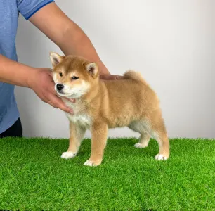 Shiba Inu - Mata