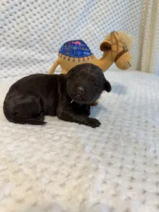 Portugalský vodní pes - Bruno