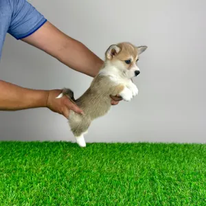 Welsh Corgi Pembroke - Rina