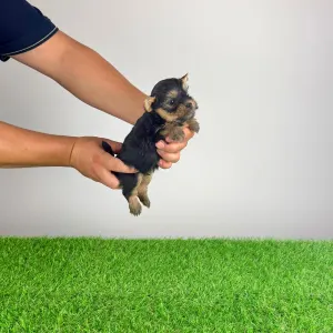Yorkshire Terrier - Emios