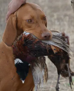 Hungarian Short-haired Vizsla - Becses Vadász 