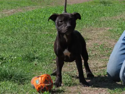 Staffordshire Bull Terrier - Dailos Without Warning