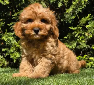 Cavapoo - Mike