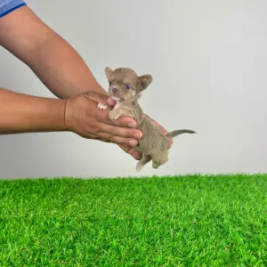Chihuahua - Joky