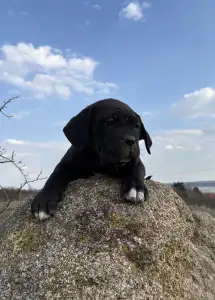 Cane Corso - Sarah