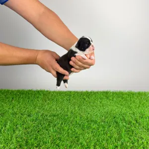 Boston Terrier - Flower