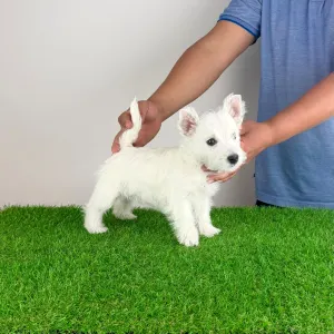 West Highland White Terrier - Just