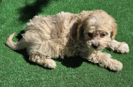 Cavapoo - Flora
