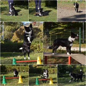 Border Collie - Rodonit