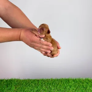 Cavalier King Charles Spaniel - Jed