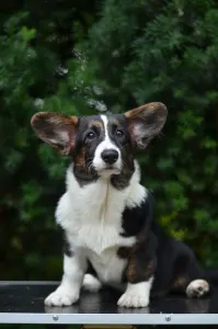 Cardigan welsh corgi - Kilini Mendenhall 