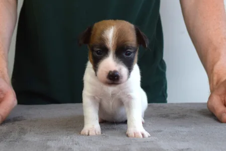 Jack Russell Terrier - Xena