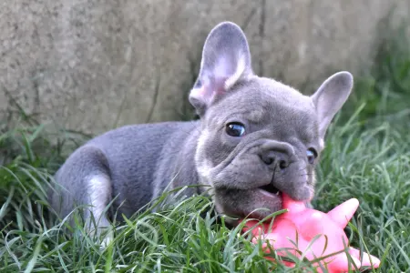 Französische Bulldogge - Koko