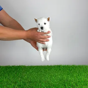 West Highland White Terrier - Jette