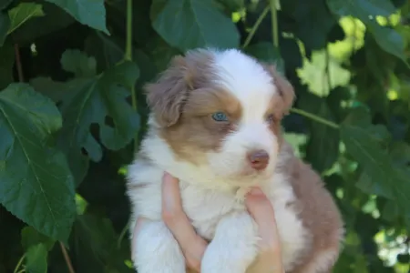 Australian Shepherd - Gladstone Aussies Kid From The Block