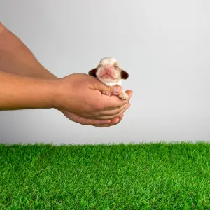 Cavalier king Charles spaniel - Chagall