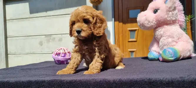 Cavapoo - Enzó