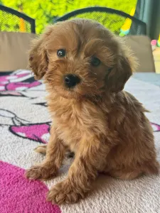Maltipoo - Barack