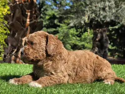 Cavapoo - Zeusz