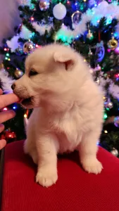 Siberian Husky - Smaragd Of Polar Moonlights