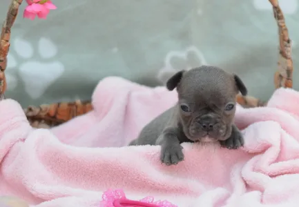 Francuski buldog - Málna