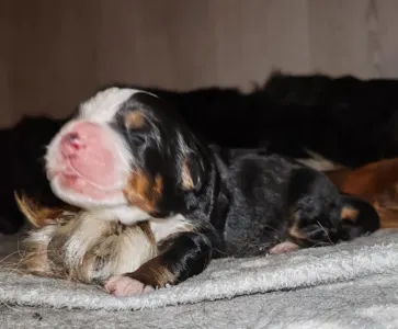 Bernese Mountain Dog - Tundra