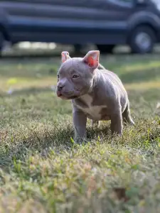 Amerikai Bully - Pocket - Elfy