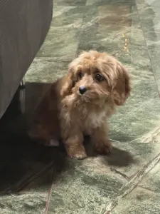 Cavapoo - Mici