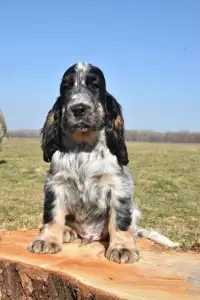 Angol Cocker spániel - Smart Cocker The Willpower
