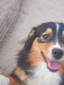 Ausztrál juhászkutya - Dailos Pralines 