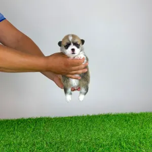 Welsh Corgi Pembroke - Cosima