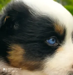 Miniatur amerikanischer Schäferhund - Arizona Dreamer "faye"