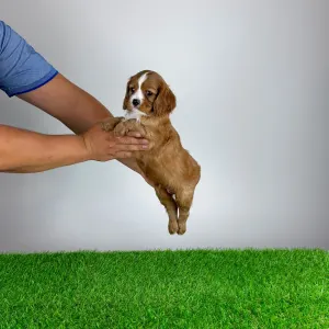 Cavalier King Charles Spaniel - Wendelin