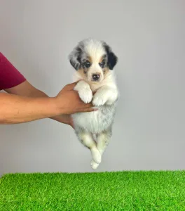 Australian Shepherd - Talizman