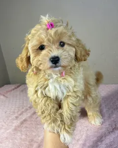 Maltipoo - Friderika