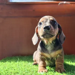 Dachshund - Olaf
