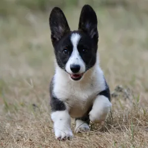 Welsh corgi - Miss Mulan