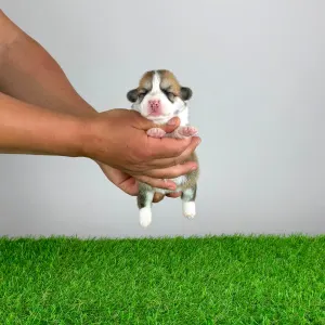 Pembroke Welsh Corgi - Ammi