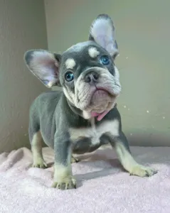 Französische Bulldogge - Kim