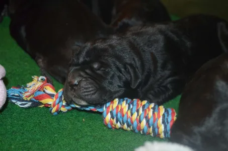 Cane Corso Italiano - Dolce Assassino Polina